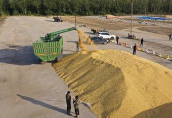 國產大豆變&ldquo;金豆&rdquo;　謹防后市&ldquo;轉冷&rdquo;