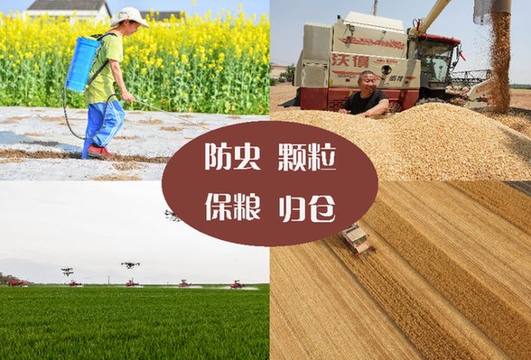 糧食損耗嚴重 亟待確立&ldquo;減損即增產&rdquo;理念